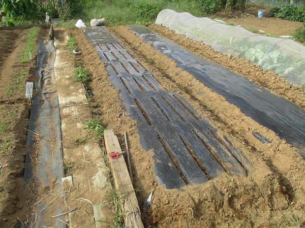 小カブの「耐病ひかり」の栽培レポ | 家庭菜園日記 －東京の畑－